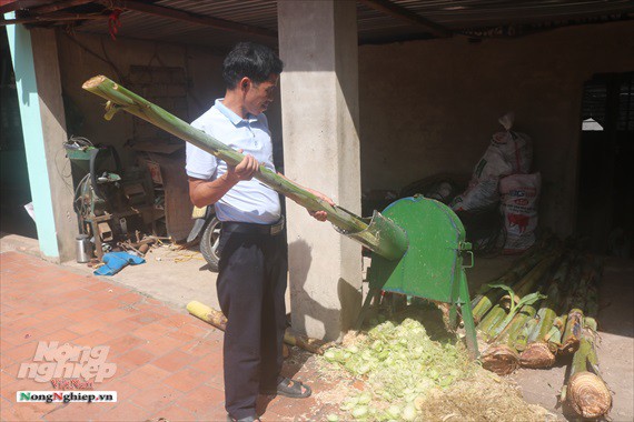 Một thôn có 20 hộ nuôi lợn vượt qua bão dịch - Ảnh 2.