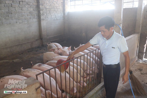 Một thôn có 20 hộ nuôi lợn vượt qua bão dịch - Ảnh 3.