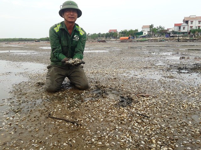 Ngao chết trắng bãi, người nuôi thiệt hại hàng chục tỉ đồng - Ảnh 3.