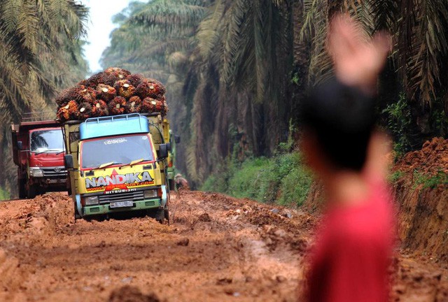 Cơn khát dầu cọ: Cội nguồn của việc cháy rừng hàng loạt tại Indonesia, khiến toàn Đông Nam Á ngập chìm trong ô nhiễm không khí - Ảnh 2.