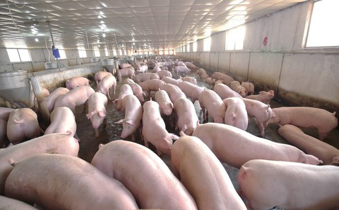 Dịch tả lợn phải tiêu hủy gần 5 triệu con cũng không lo thiếu thịt lợn vào cuối năm - Ảnh 1.