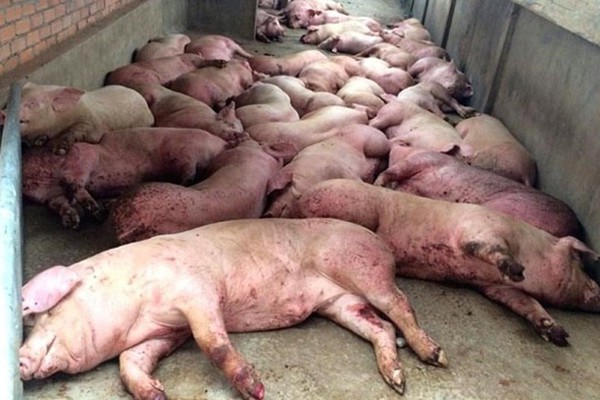 Dịch bệnh khắp 63 tỉnh thành, giá tăng cao, ồ ạt gom lợn bán sang Trung Quốc - Ảnh 1.