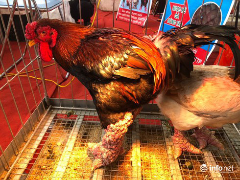 Kỳ lạ cặp chân gà Đông Tảo nở như súp lơ, được rao bán giá hơn 10 triệu đồng - Ảnh 5.