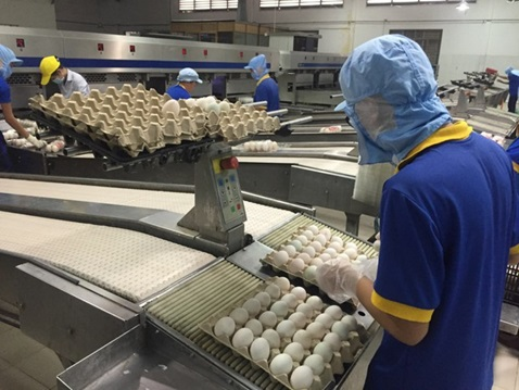  Hồng Kông dỡ bỏ lệnh cấm nhập khẩu thịt và trứng gia cầm từ Việt Nam - Ảnh 1.