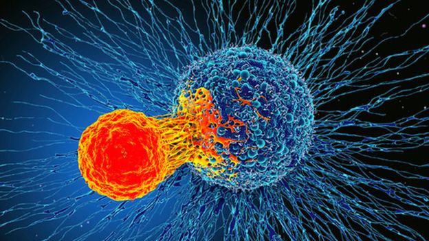 Các nhà khoa học phát hiện ra một tế bào miễn dịch có thể điều trị mọi loại ung thư - Ảnh 1.