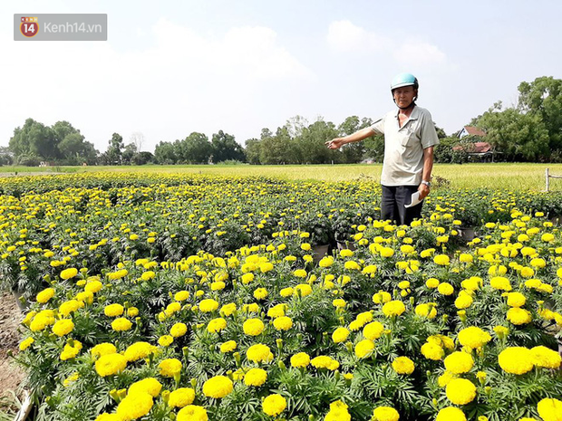 Thương lái bùng 3.000 chậu hoa vạn thọ của lão nông Sài Gòn vào 28 Tết, cộng đồng mạng chung tay mua sạch - Ảnh 13.