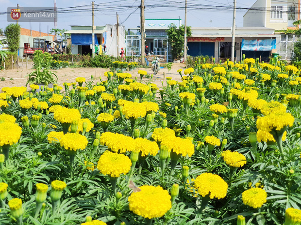 Thương lái bùng 3.000 chậu hoa vạn thọ của lão nông Sài Gòn vào 28 Tết, cộng đồng mạng chung tay mua sạch - Ảnh 5.