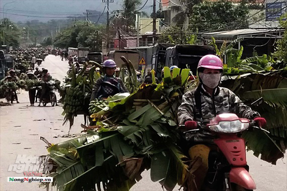 Nông dân vùng cao thu về cả trăm triệu nhờ vụ chuối Tết - Ảnh 4.