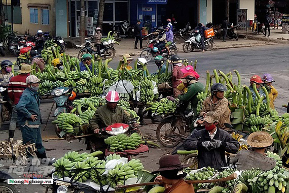 Nông dân vùng cao thu về cả trăm triệu nhờ vụ chuối Tết - Ảnh 5.