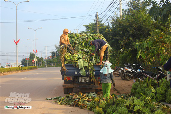 Nông dân vùng cao thu về cả trăm triệu nhờ vụ chuối Tết - Ảnh 9.