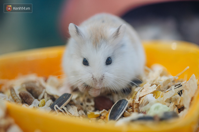 Top 94+ hình ảnh chuột hamster mới nhất - Tin Học Vui