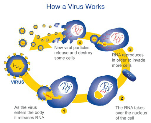 Những sự thật ít người biết về virus: Chúng đến từ đâu, lây lan và gây bệnh như thế nào? - Ảnh 3.