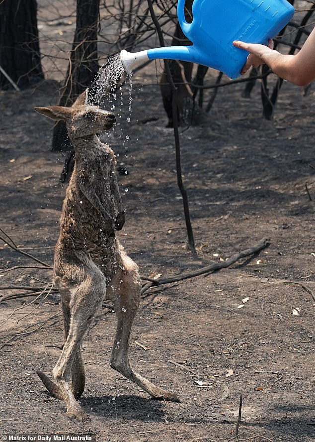 Cháy rừng ở Australia: Mưa lớn đã xuất hiện, trở thành vị cứu tinh cho lính cứu hoả! - Ảnh 1.
