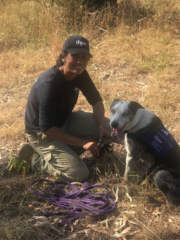 Chú chó anh hùng gây xôn xao cộng đồng mạng khi sở hữu siêu năng lực giúp giải cứu gấu koala gặp nạn trong thảm họa cháy rừng ở Úc - Ảnh 2.