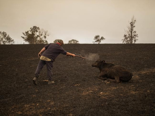 Thương quá tự nhiên ơi: Hình ảnh xót xa cho thấy đại thảm họa cháy rừng tại Úc đang khiến các loài vật bị giày vò kinh khủng đến mức nào - Ảnh 15.