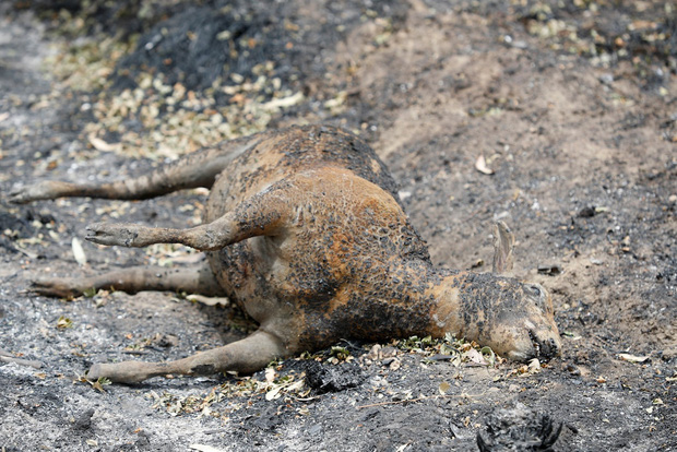 Thương quá tự nhiên ơi: Hình ảnh xót xa cho thấy đại thảm họa cháy rừng tại Úc đang khiến các loài vật bị giày vò kinh khủng đến mức nào - Ảnh 17.