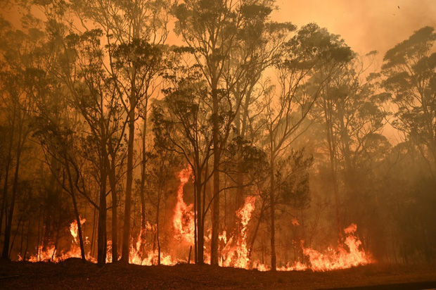 Thương quá tự nhiên ơi: Hình ảnh xót xa cho thấy đại thảm họa cháy rừng tại Úc đang khiến các loài vật bị giày vò kinh khủng đến mức nào - Ảnh 19.