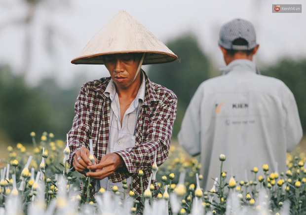 Cánh đồng hoa lớn nhất Sài Gòn khoe sắc rực rỡ, người nông dân cười tươi chuẩn bị xuống chợ hoa Xuân - Ảnh 13.