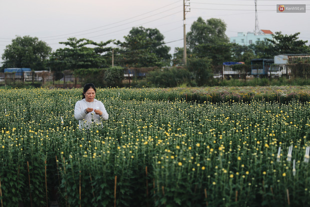 Cánh đồng hoa lớn nhất Sài Gòn khoe sắc rực rỡ, người nông dân cười tươi chuẩn bị xuống chợ hoa Xuân - Ảnh 8.