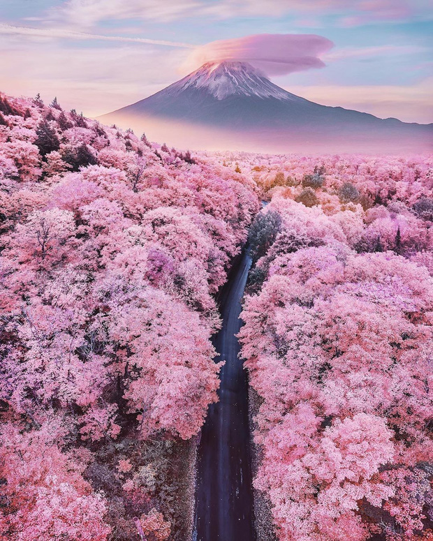 Đất nước “đẹp bất chấp thời gian” đích thị là Nhật Bản, xem ảnh hoa anh đào nở rộ về đêm mà chỉ biết ngỡ ngàng vì quá ảo! - Ảnh 2.