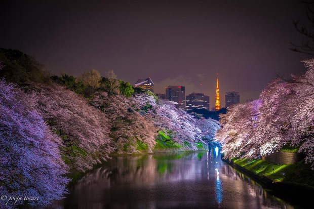 Đất nước “đẹp bất chấp thời gian” đích thị là Nhật Bản, xem ảnh hoa anh đào nở rộ về đêm mà chỉ biết ngỡ ngàng vì quá ảo! - Ảnh 14.