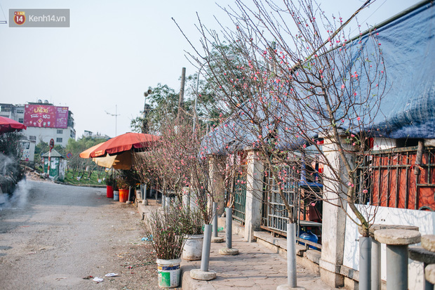 Tết đã hết nhưng thú chơi hoa đào, hoa lê rừng bạc triệu của người Hà Nội chưa hết bao giờ! - Ảnh 3.