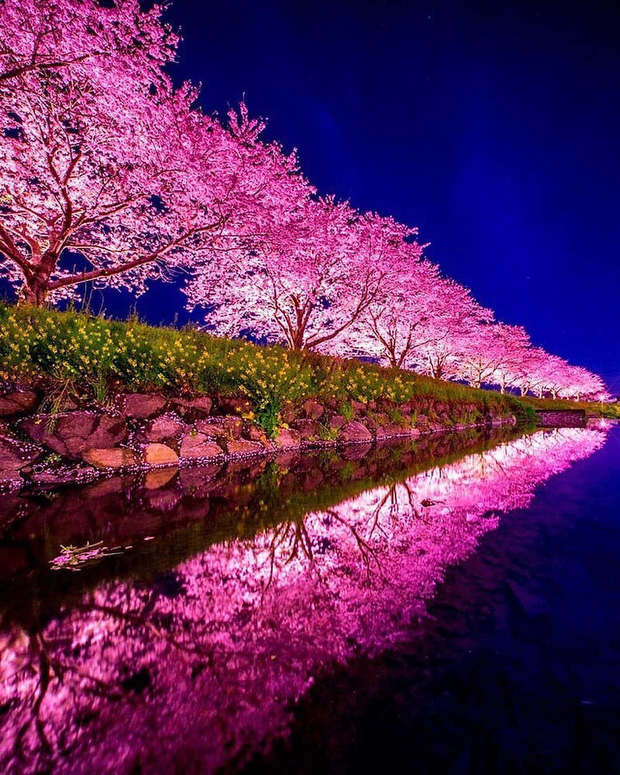 Đất nước “đẹp bất chấp thời gian” đích thị là Nhật Bản, xem ảnh hoa anh đào nở rộ về đêm mà chỉ biết ngỡ ngàng vì quá ảo! - Ảnh 9.