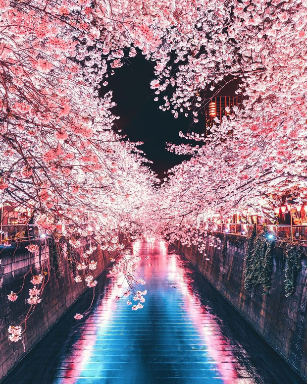 Đất nước “đẹp bất chấp thời gian” đích thị là Nhật Bản, xem ảnh hoa anh đào nở rộ về đêm mà chỉ biết ngỡ ngàng vì quá ảo! - Ảnh 11.
