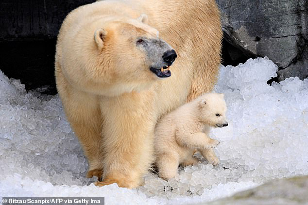 Hết thức ăn do biến đổi khí hậu và hoạt động khai thác của con người, gấu Bắc Cực quay sang ăn thịt đồng loại, gấu mẹ ăn gấu con - Ảnh 2.