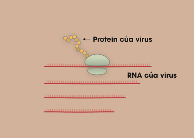 [Infographic] Covid-19 lây nhiễm tế bào phổi như thế nào? Tại sao nó lại nguy hiểm vậy? - Ảnh 2.