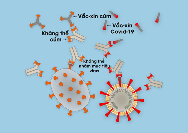 [Infographic] Covid-19 lây nhiễm tế bào phổi như thế nào? Tại sao nó lại nguy hiểm vậy? - Ảnh 8.