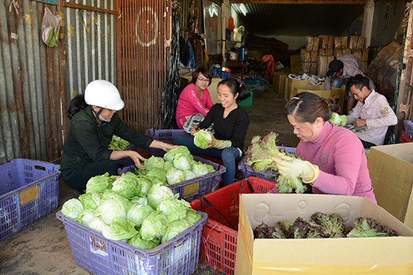 Rau, hoa Đà Lạt trong mùa dịch COVID-19 - Ảnh 1.