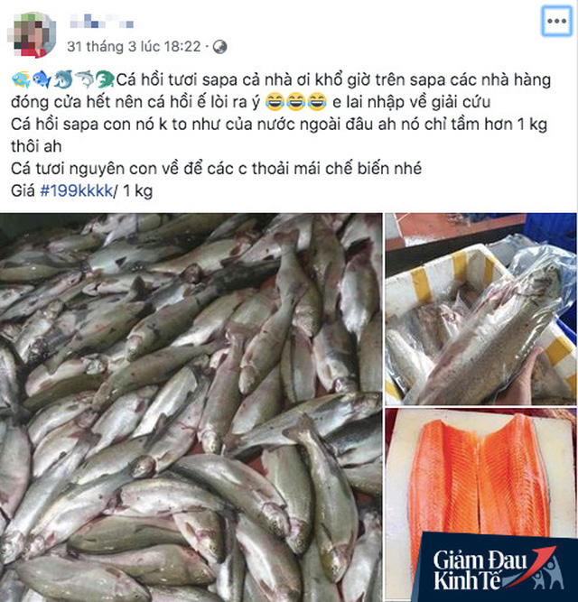 Đến lượt cá hồi Sa Pa kêu gọi được giải cứu: Giá chỉ còn 200 ngàn đồng/kg nhưng vẫn đỏ mắt tìm người mua - Ảnh 2.