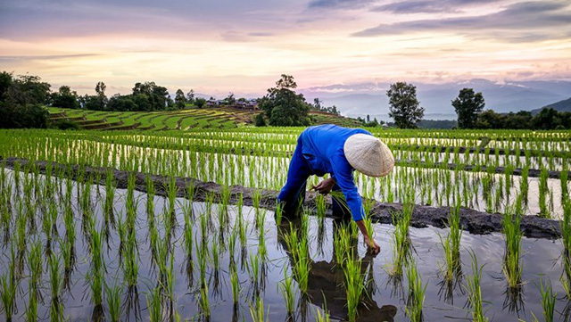 We Love Thailand - Chiến dịch kích cầu du lịch hậu Covid-19 của Thái Lan: Lôi kéo du khách lên núi, về quê trồng lúa, giã gạo trốn dịch - Ảnh 2.