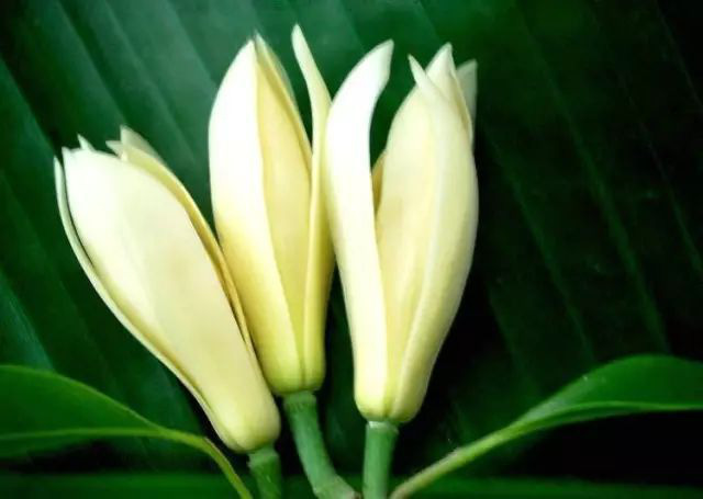 Trồng một cây hoa ngọc lan: Thơm - ngon - đẹp - Thật xứng danh là một kho báu trong vườn - Ảnh 3.
