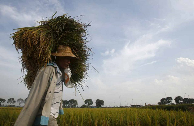 Giá gạo xuất khẩu của Việt Nam, Ấn Độ cao nhất một năm - Ảnh 1.