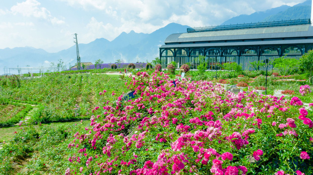 Việt Nam vừa có một thung lũng hoa hồng rộng 50.000 m2 được trao kỷ lục quốc gia, lại có thêm nơi để check-in hè này rồi! - Ảnh 1.