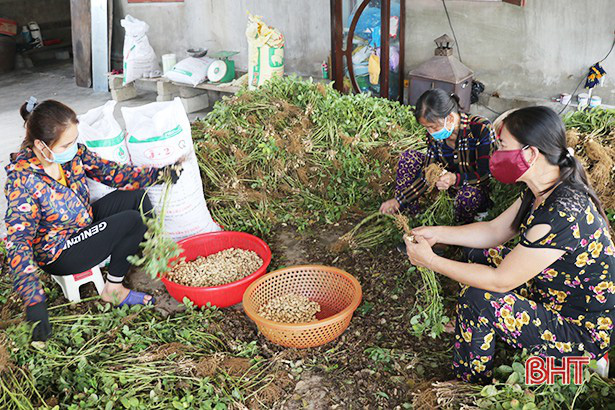 Thu hoạch lạc sớm, nông dân Hà Tĩnh phấn khởi vì được giá - Ảnh 1.