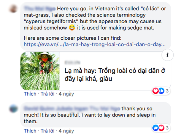 Bộ ảnh đồng cỏ Việt Nam “lượn sóng” đang gây bão mạng quốc tế, nhưng cả ngàn người nước ngoài lại bị nhầm lẫn ở một điểm này - Ảnh 4.