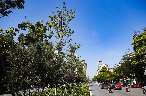  Hà Nội: Hàng phong trổ lá xanh tươi giữa hè nắng gắt - Ảnh 4.