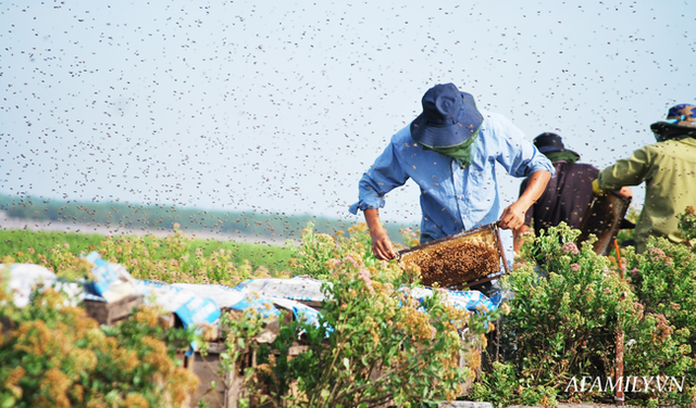  Tạm xa Hồ Tây một hôm, về Ninh Bình thăm bác nông dân thu nhập khủng nhờ nuôi ong lấy mật từ loài hoa ít ai ngờ tới  - Ảnh 1.