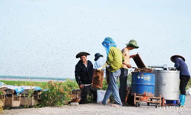  Tạm xa Hồ Tây một hôm, về Ninh Bình thăm bác nông dân thu nhập khủng nhờ nuôi ong lấy mật từ loài hoa ít ai ngờ tới  - Ảnh 5.