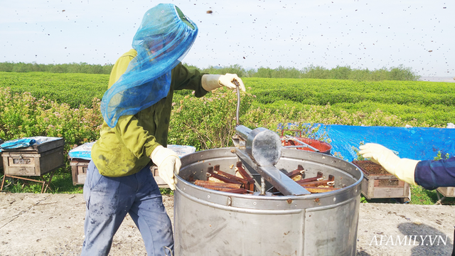  Tạm xa Hồ Tây một hôm, về Ninh Bình thăm bác nông dân thu nhập khủng nhờ nuôi ong lấy mật từ loài hoa ít ai ngờ tới  - Ảnh 7.