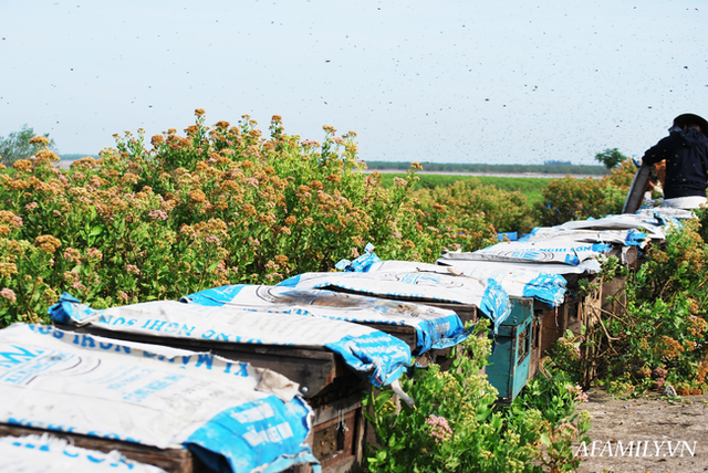  Tạm xa Hồ Tây một hôm, về Ninh Bình thăm bác nông dân thu nhập khủng nhờ nuôi ong lấy mật từ loài hoa ít ai ngờ tới  - Ảnh 8.