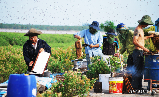  Tạm xa Hồ Tây một hôm, về Ninh Bình thăm bác nông dân thu nhập khủng nhờ nuôi ong lấy mật từ loài hoa ít ai ngờ tới  - Ảnh 9.