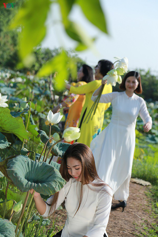 Đầm sen trắng hiếm có, giúp chủ đầm thu tiền triệu mỗi ngày ở Hà Nội - Ảnh 7.
