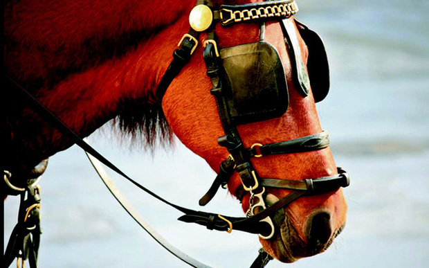 Profile siêu xịn của ngựa được đội Kỵ binh cảnh sát cơ động Việt Nam sử dụng: Là ngựa nòi Mông Cổ, thuộc một trong những giống đỉnh nhất thế giới - Ảnh 4.