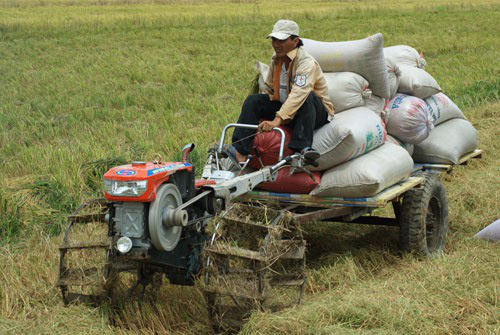 Gạo Việt tăng giá, nông dân phấn khởi - Ảnh 1.