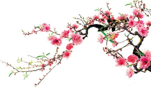 Với mỗi gia đình miền Bắc, màu hồng phai hay thắm của những cành đào không bao giờ thiếu khi Tết đến. Cách cắm, chăm hoa và cả hướng đặt bình làm theo đúng phong thủy sẽ giúp bạn có cát lợi cho cả 365 ngày.