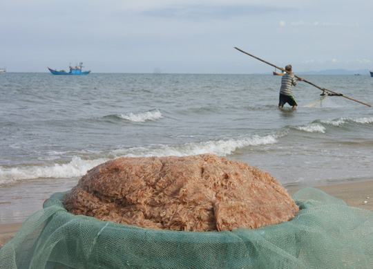 
Ngư dân Quảng Bình hối hả thu hoạch ruốc biển đưa về bán
